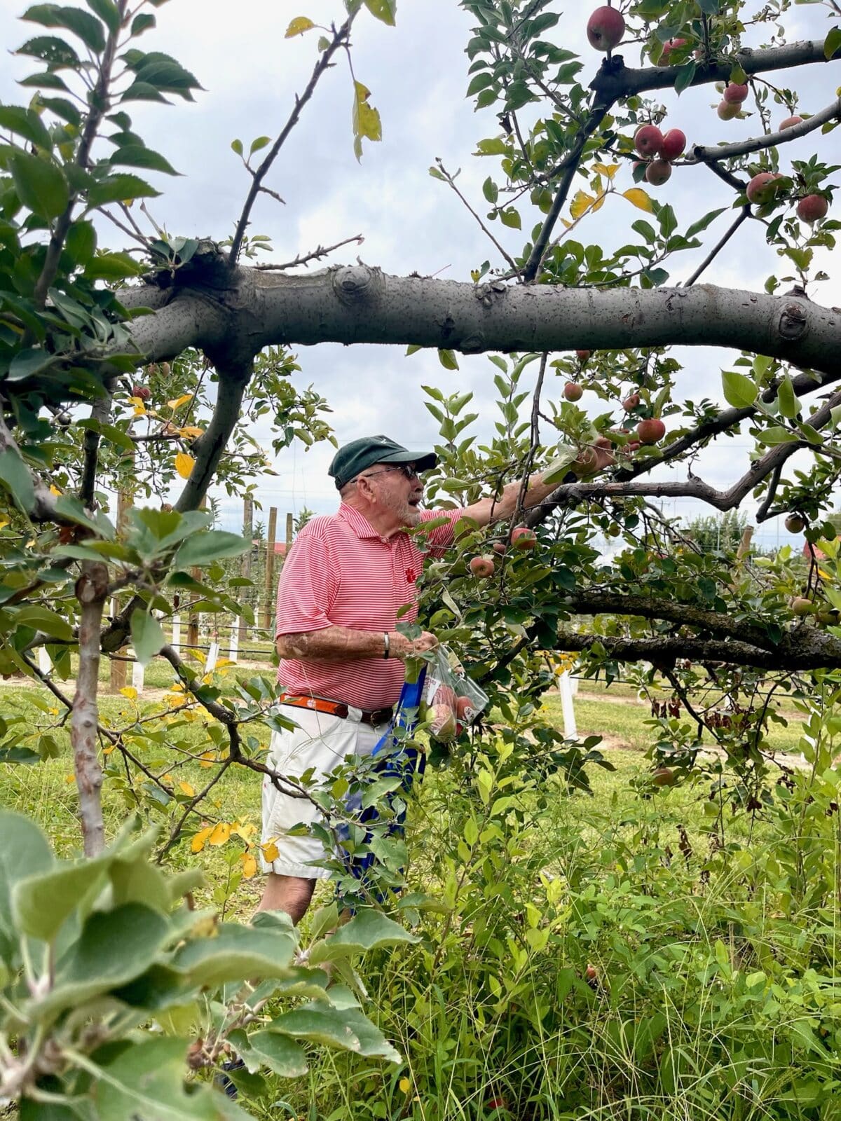 resident at an apple orchard event