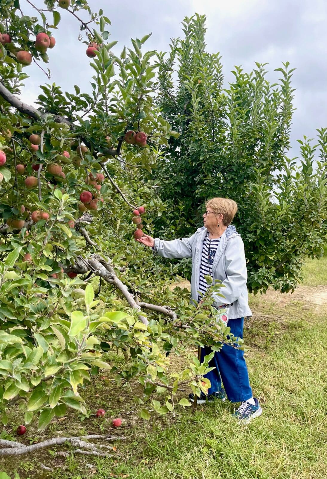 resident at an apple orchard event